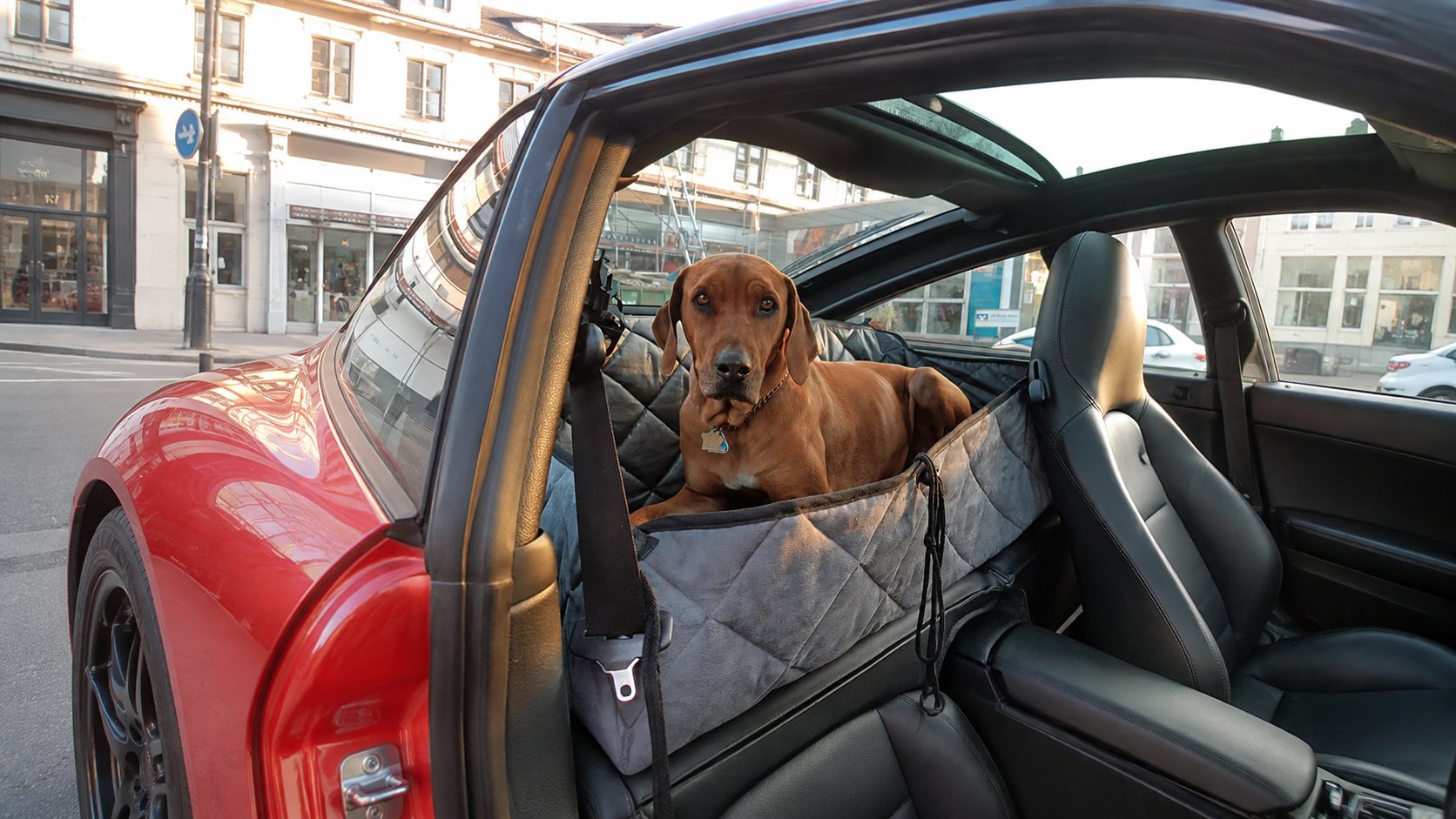 Hund auf Rückbank-Schondecke